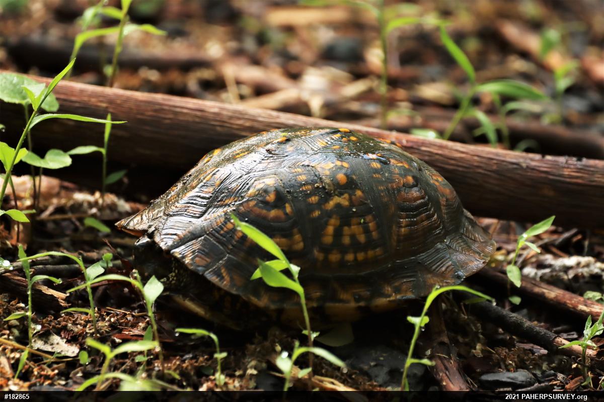 Eastern Box Turtle