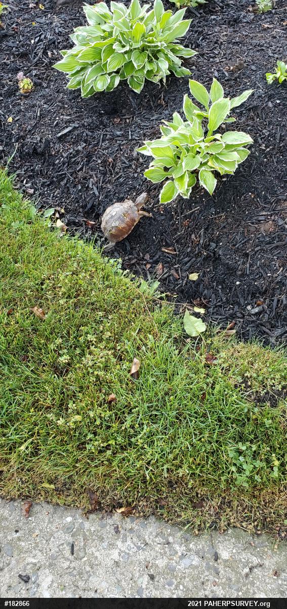 Eastern Box Turtle