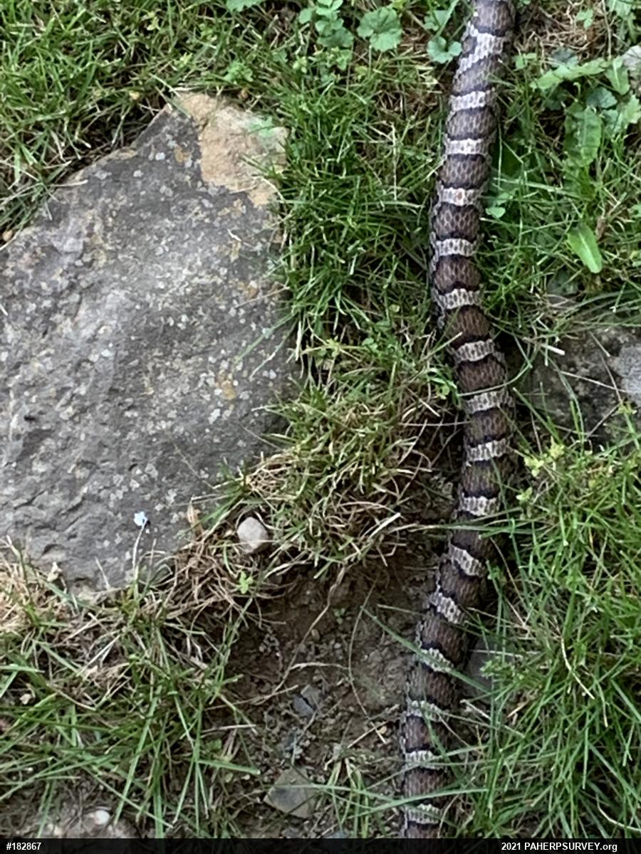Eastern Milksnake