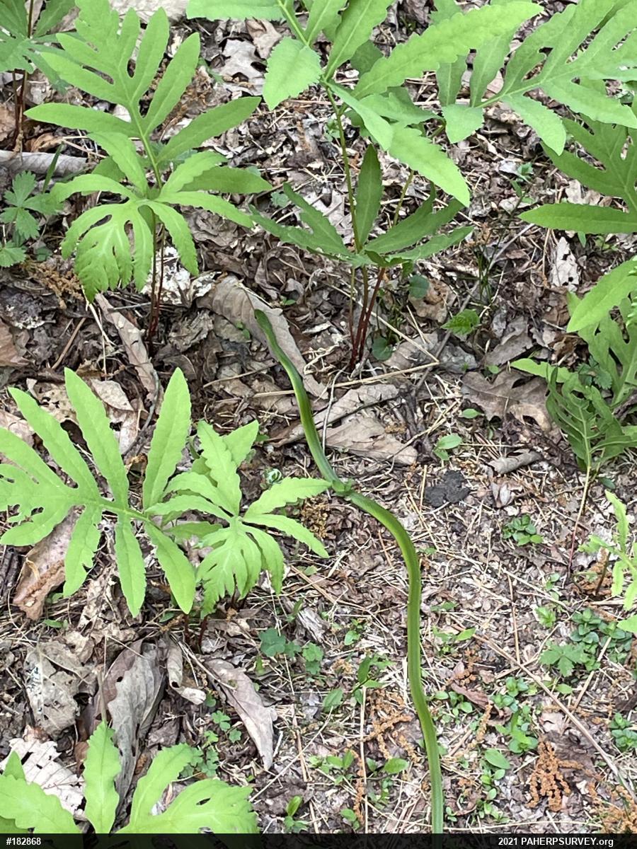 Smooth Greensnake