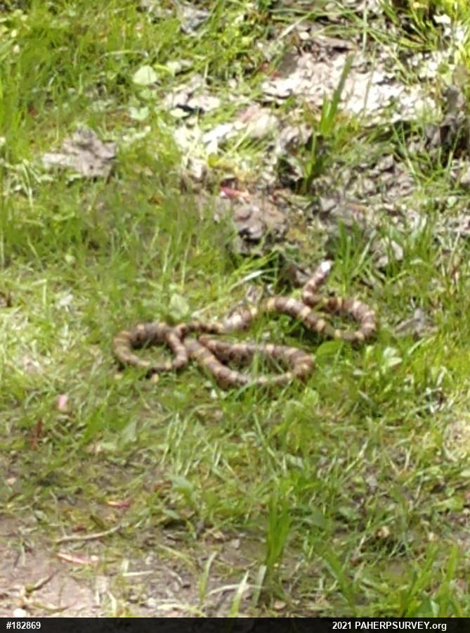 Eastern Milksnake