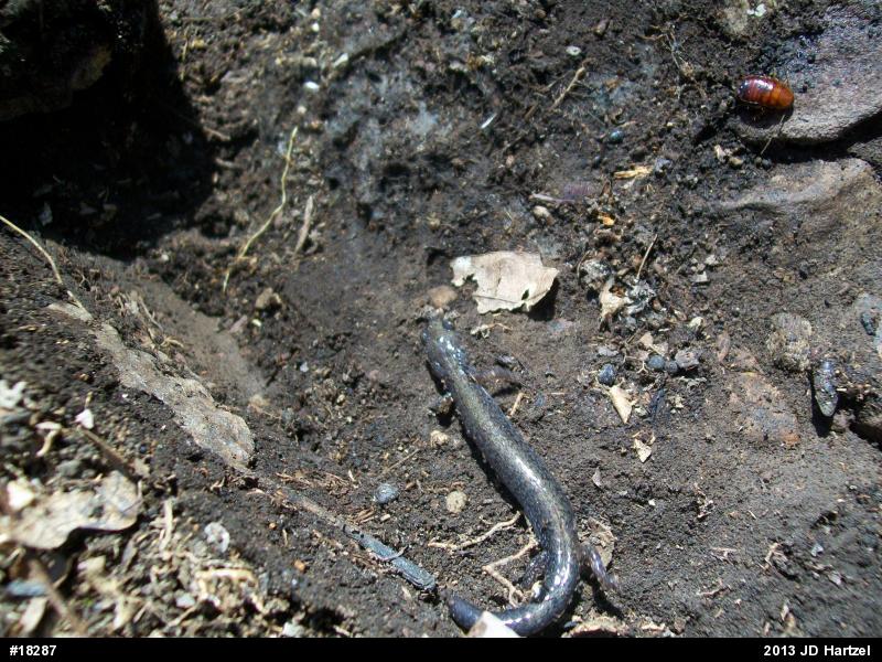 Eastern Red-backed  Salamander