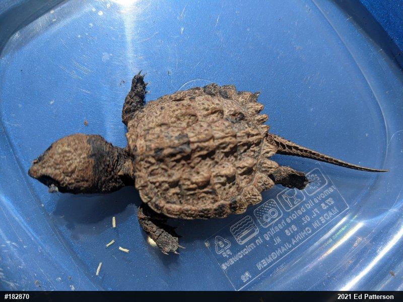 Snapping Turtle