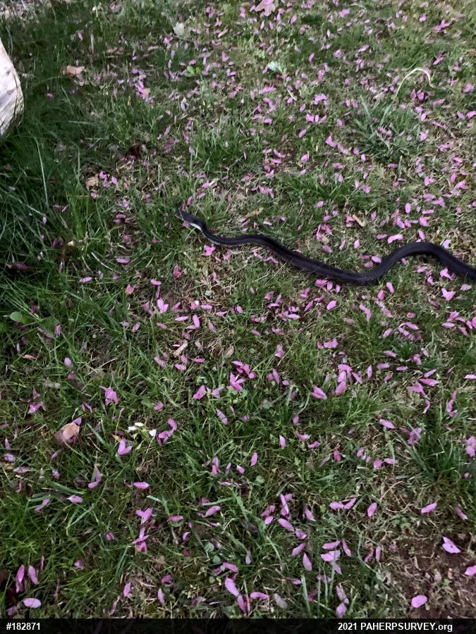 Eastern Ratsnake