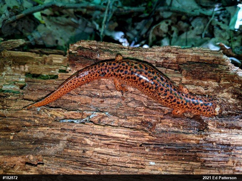 Northern Red Salamander