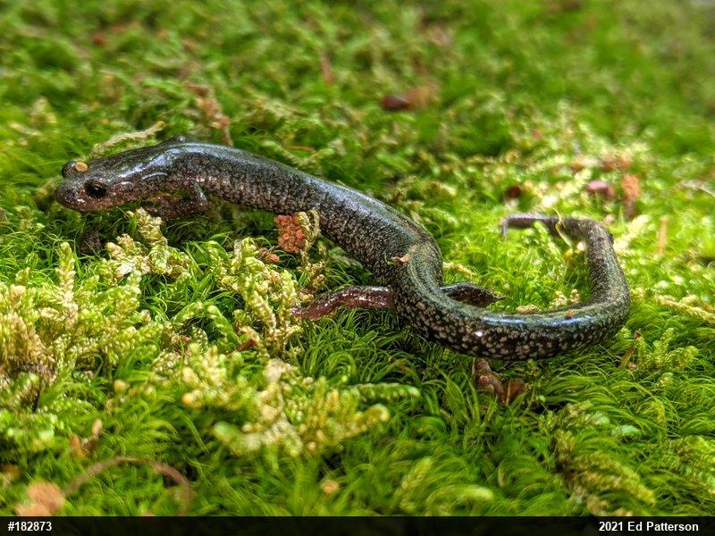 Valley And Ridge Salamander