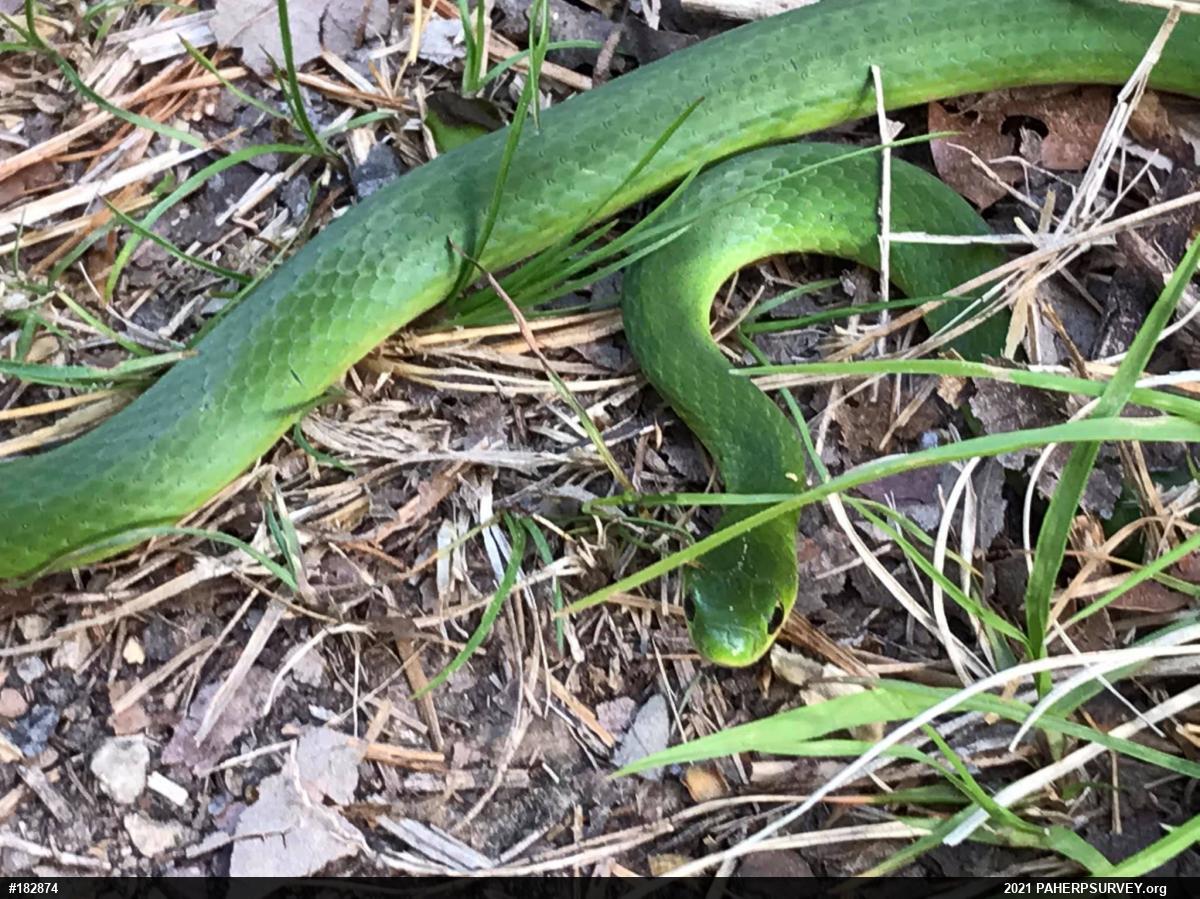 Smooth Greensnake