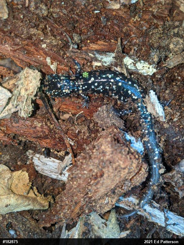 Northern Slimy Salamander