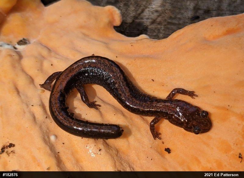 Eastern Red-backed  Salamander