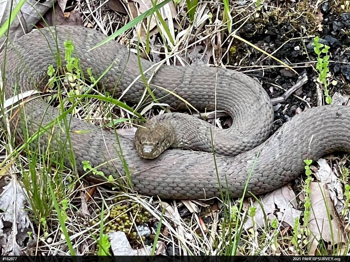 Northern Watersnake