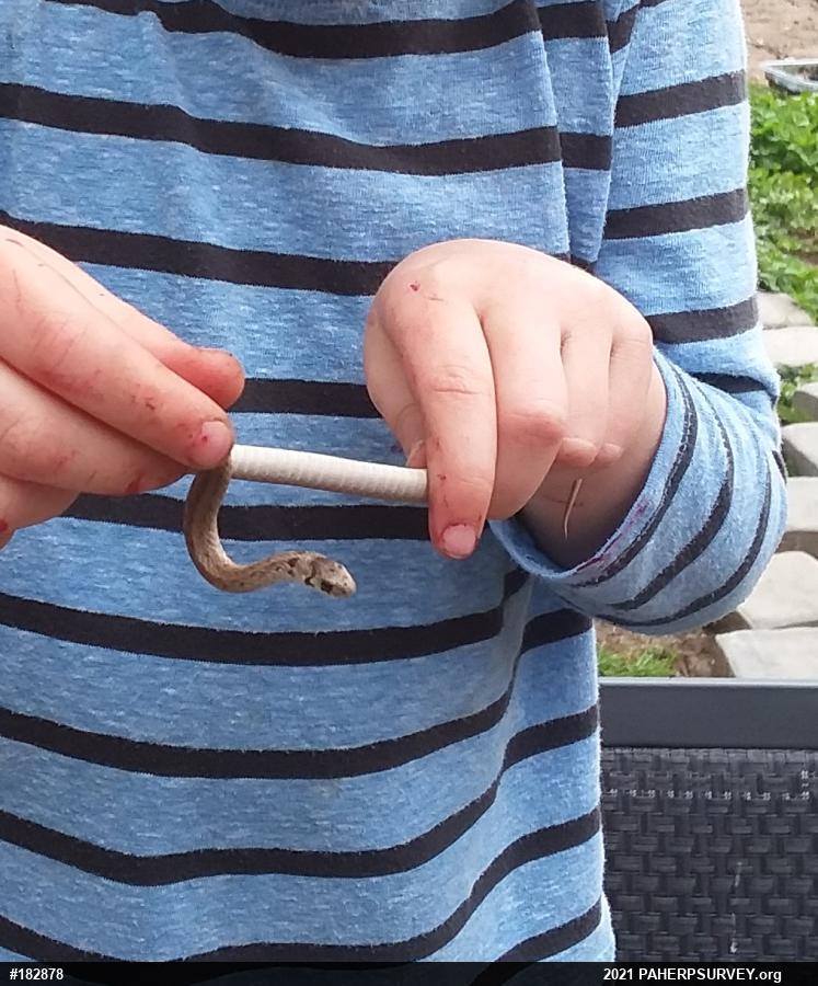 Dekay's Brownsnake