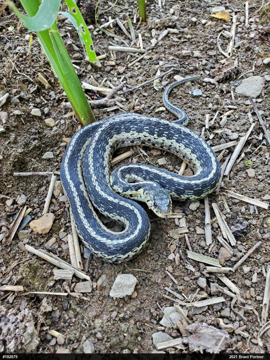 Eastern Gartersnake