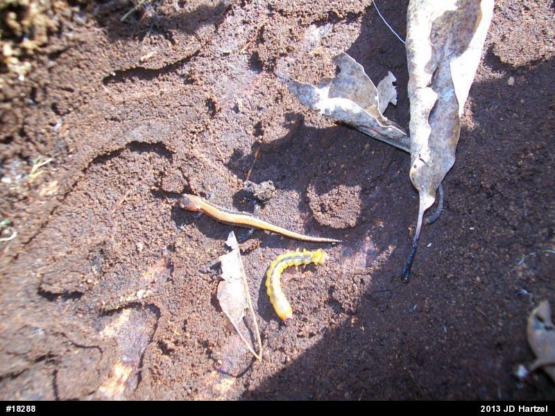 Eastern Red-backed  Salamander