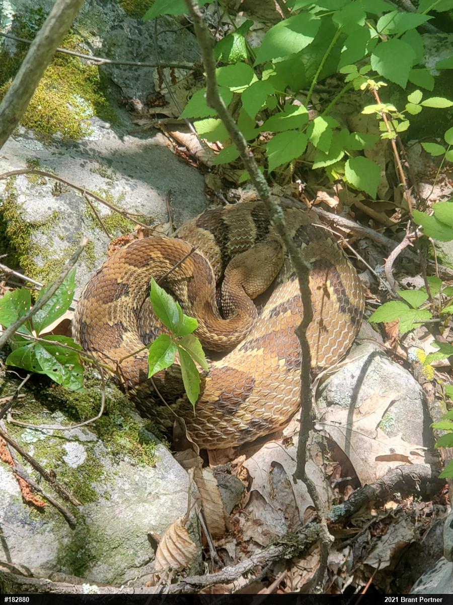 Timber Rattlesnake