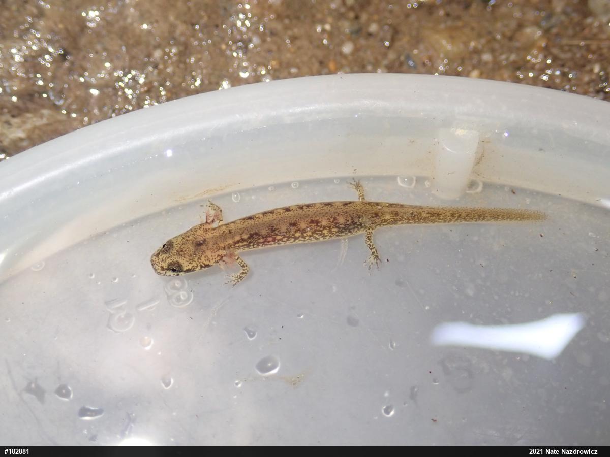 Northern Two-lined Salamander