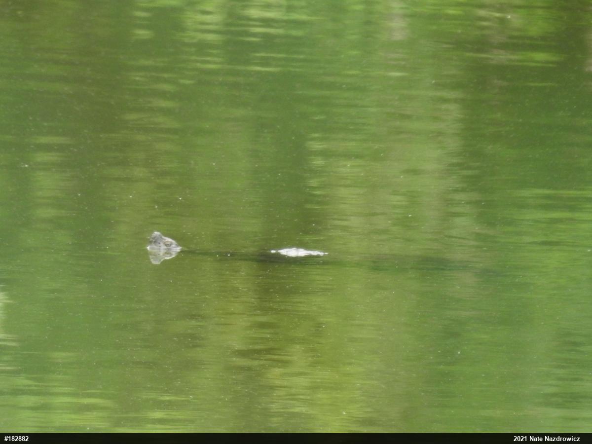 Snapping Turtle
