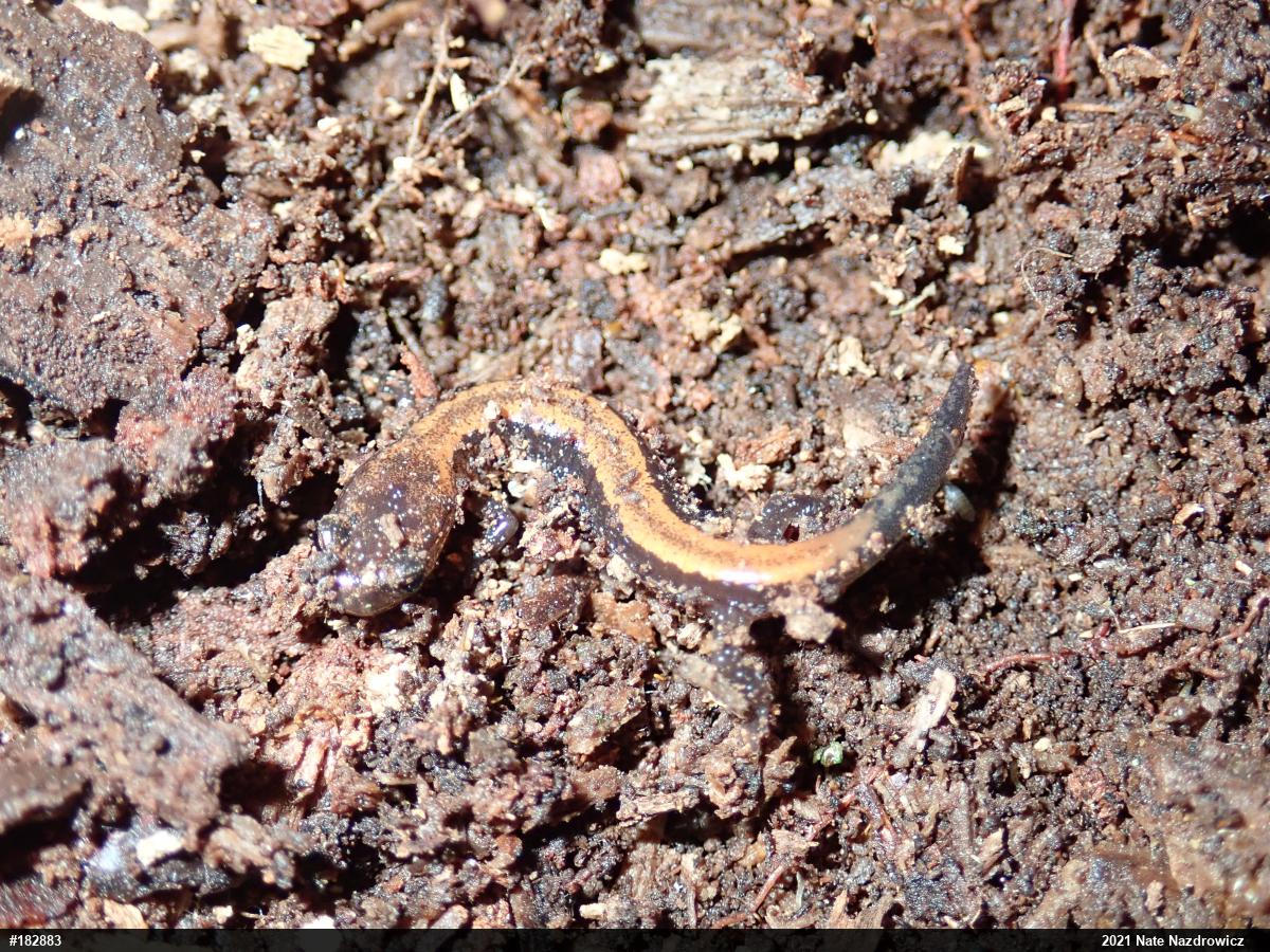 Eastern Red-backed  Salamander