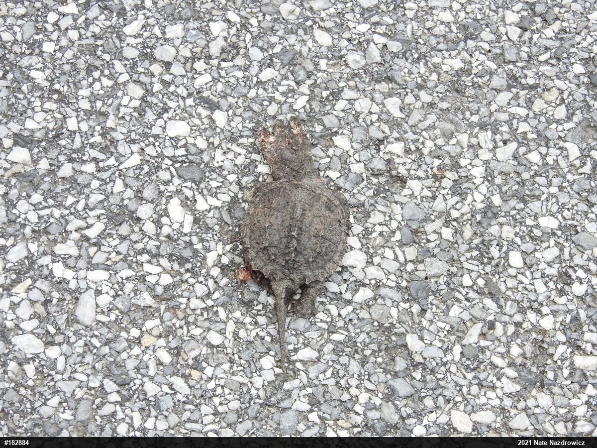 Snapping Turtle