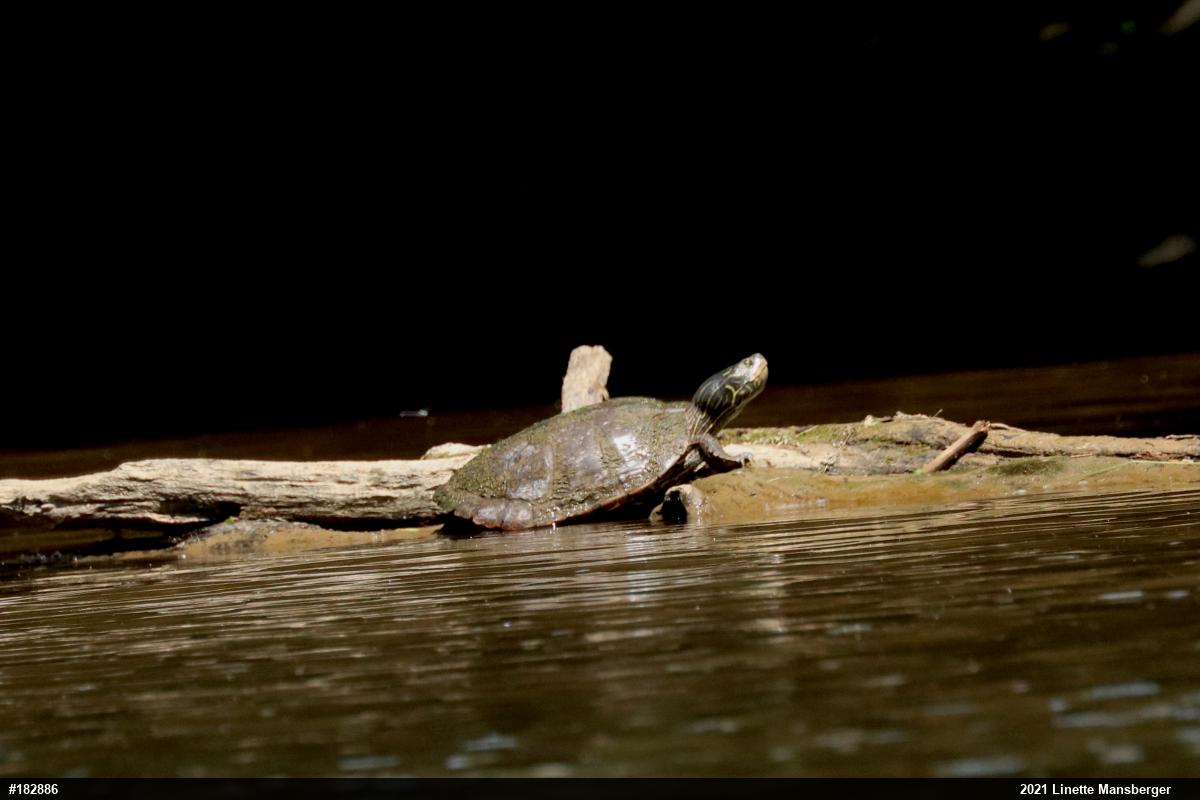 Northern Map Turtle