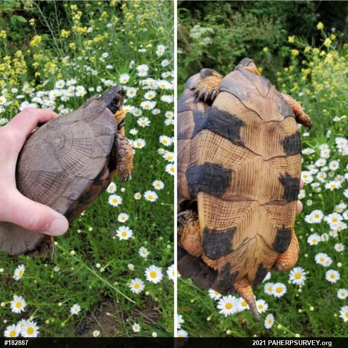 Wood Turtle