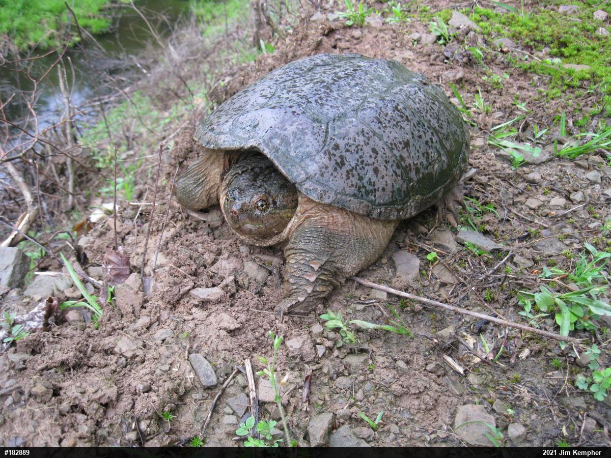 Snapping Turtle