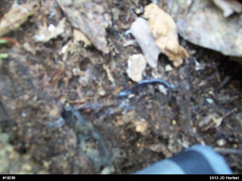 Eastern Red-backed  Salamander