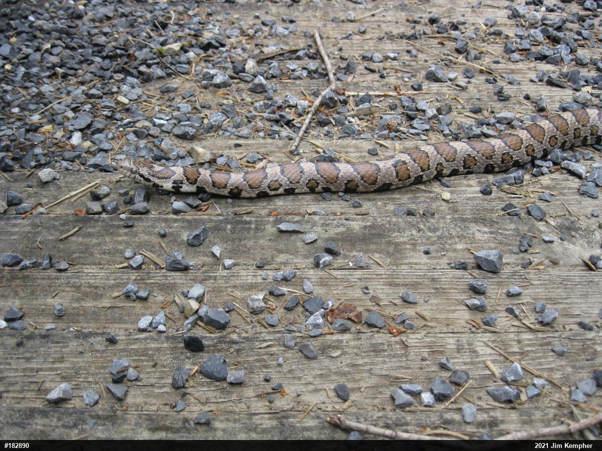 Eastern Milksnake