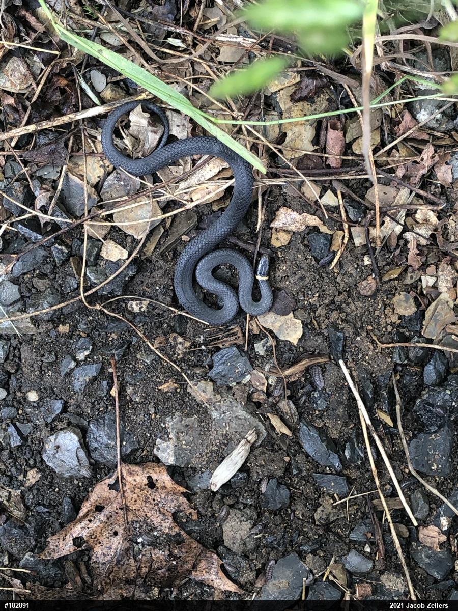 Northern Ring-necked Snake