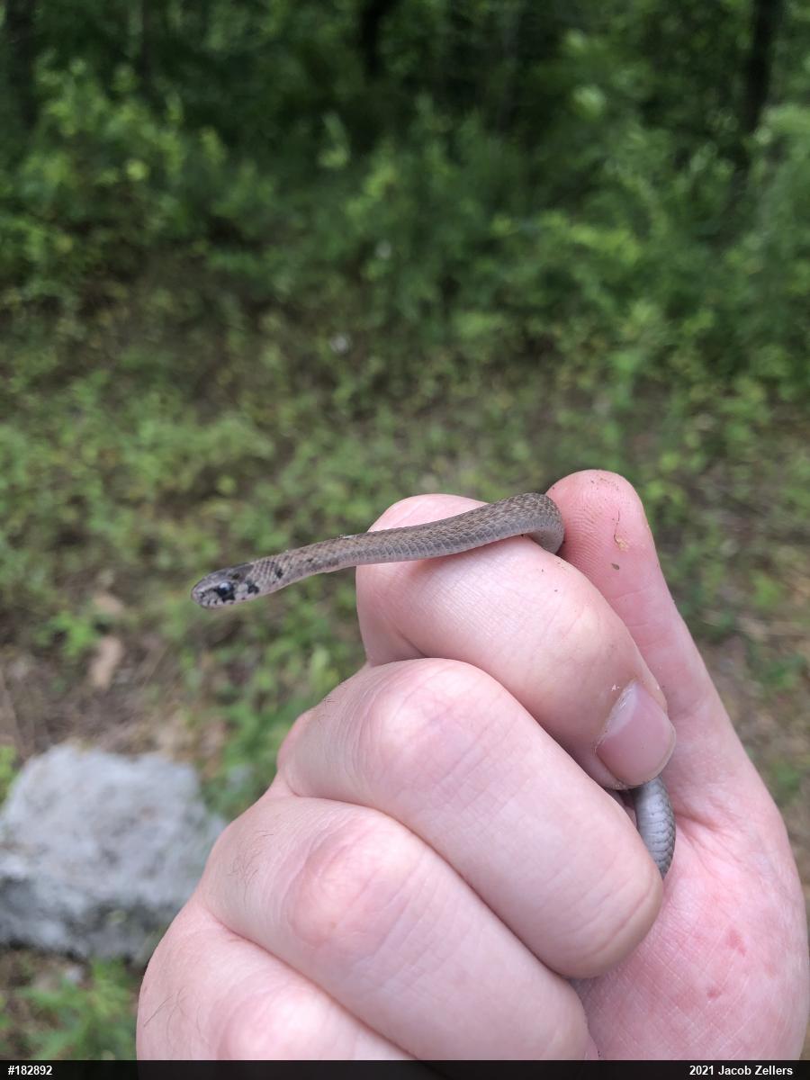 Dekay's Brownsnake
