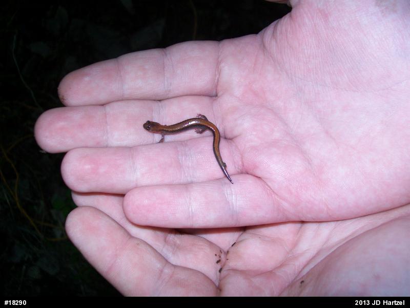 Eastern Red-backed  Salamander