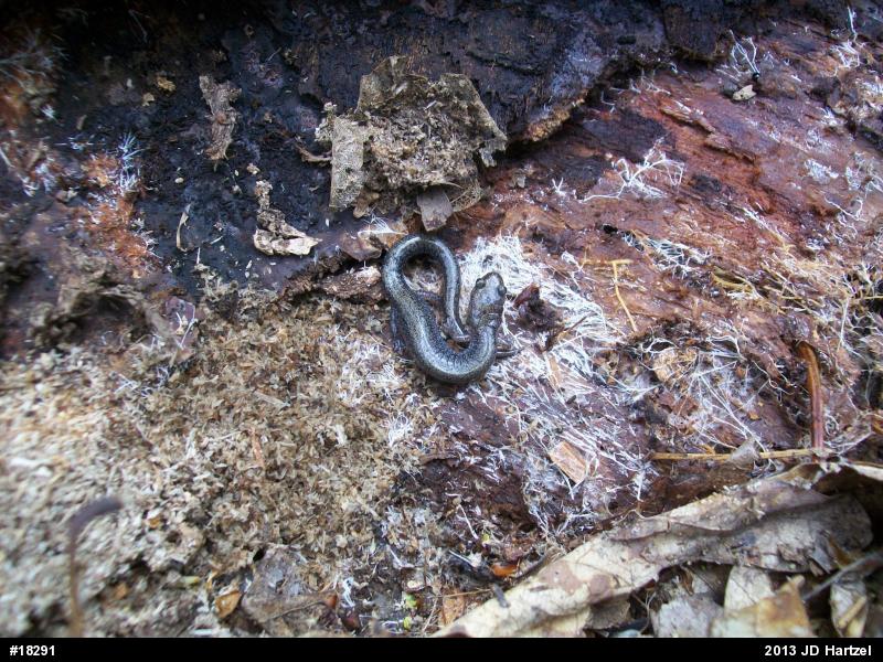 Eastern Red-backed  Salamander