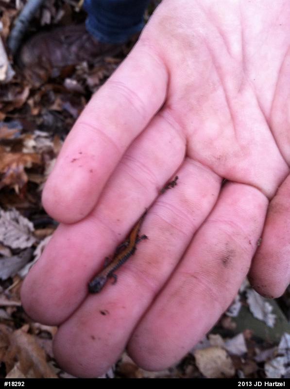 Eastern Red-backed  Salamander