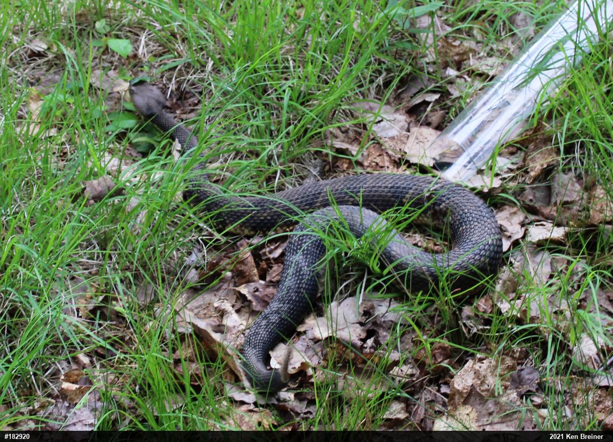 Timber Rattlesnake