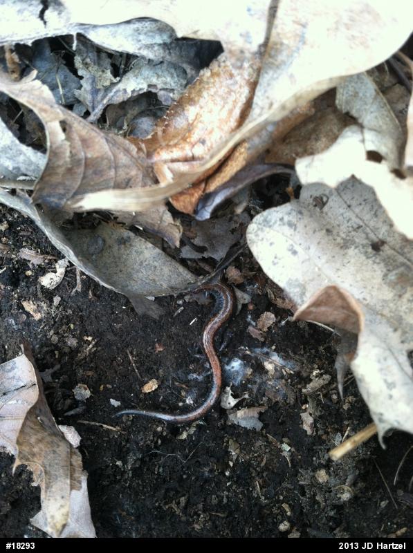Eastern Red-backed  Salamander