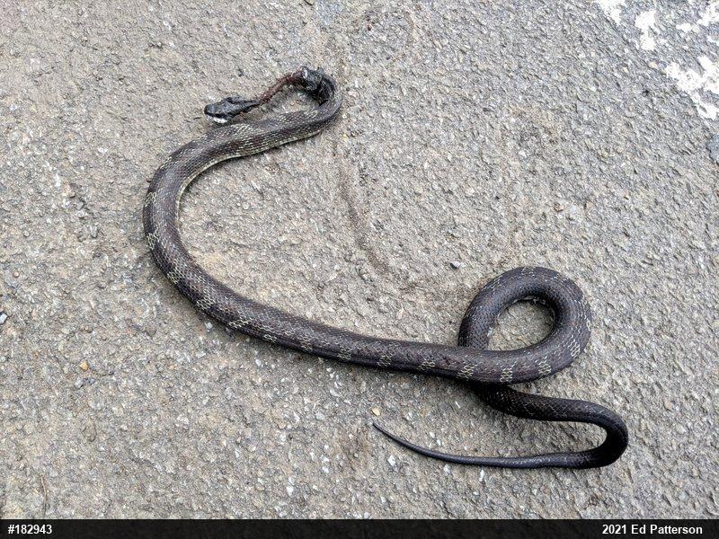 Eastern Ratsnake