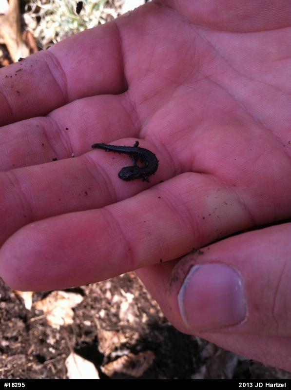 Eastern Red-backed  Salamander