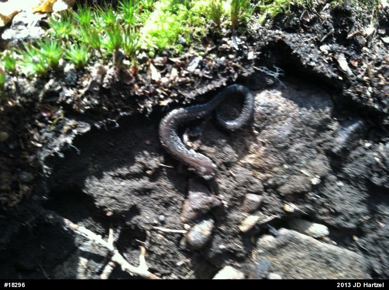 Eastern Red-backed  Salamander