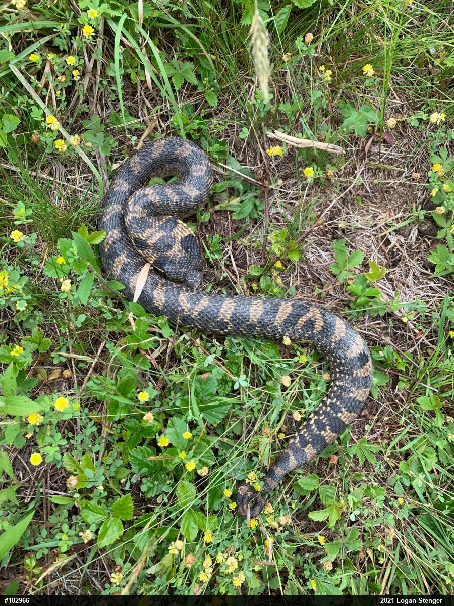 Eastern Hog-nosed Snake