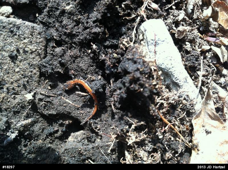 Eastern Red-backed  Salamander