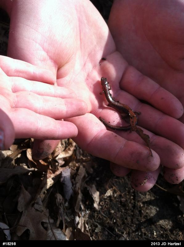 Eastern Red-backed  Salamander