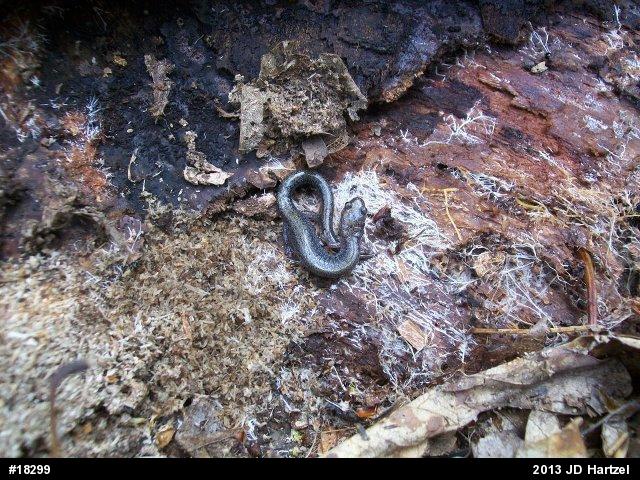 Eastern Red-backed  Salamander