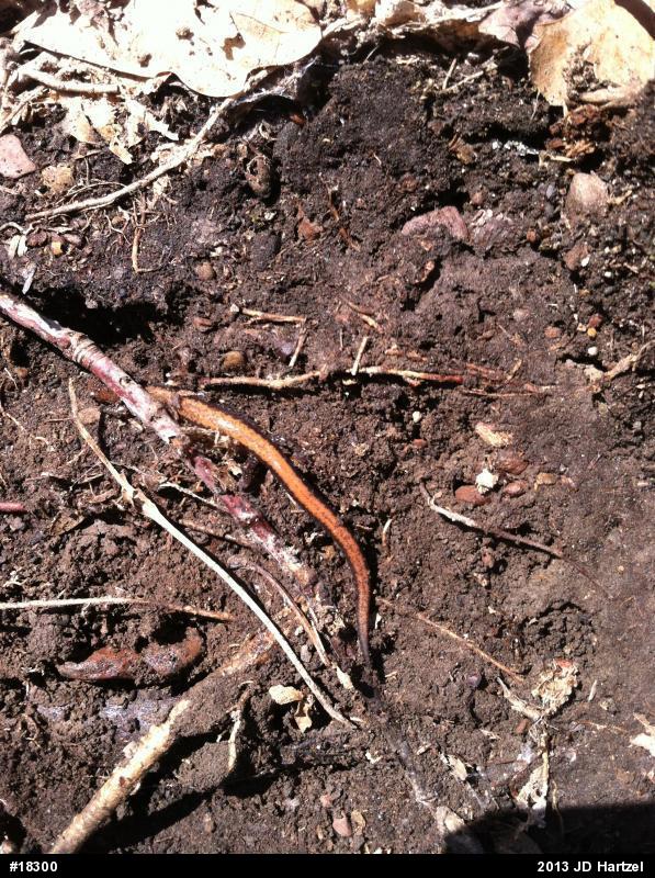 Eastern Red-backed  Salamander
