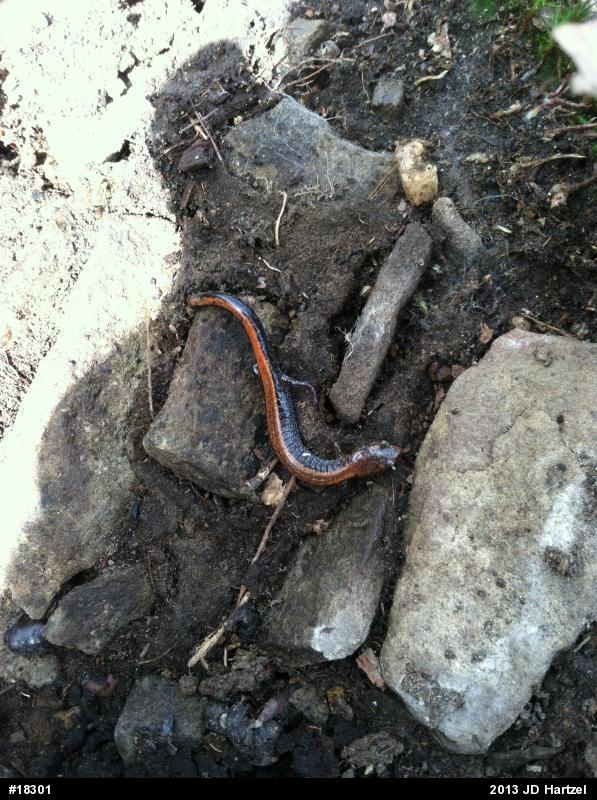 Eastern Red-backed  Salamander