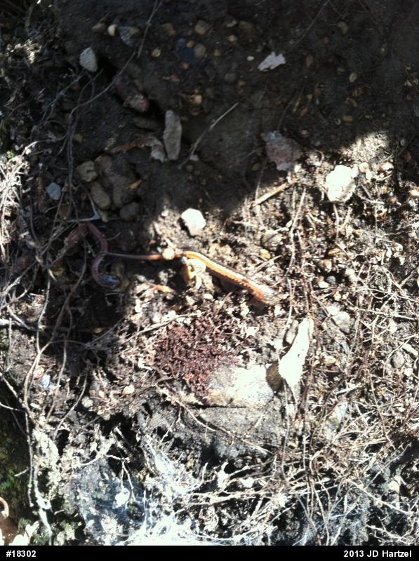 Eastern Red-backed  Salamander