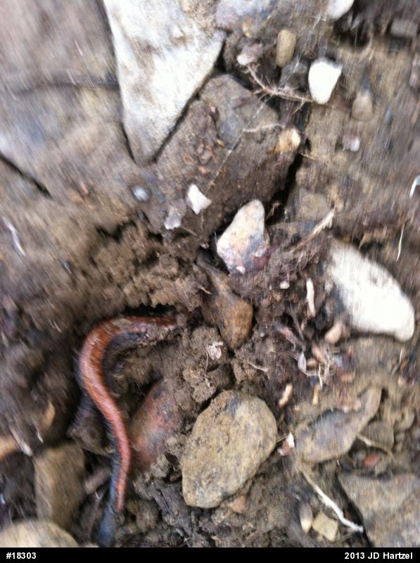 Eastern Red-backed  Salamander