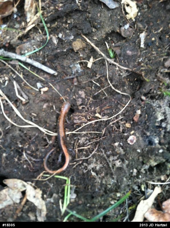 Eastern Red-backed  Salamander