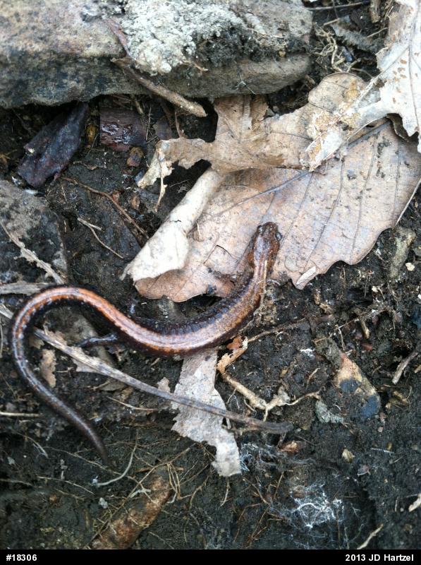 Eastern Red-backed  Salamander