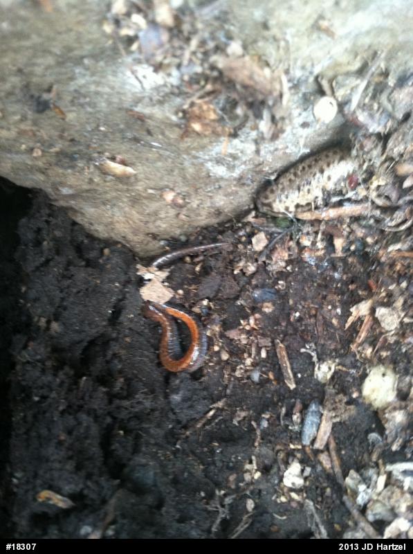Eastern Red-backed  Salamander