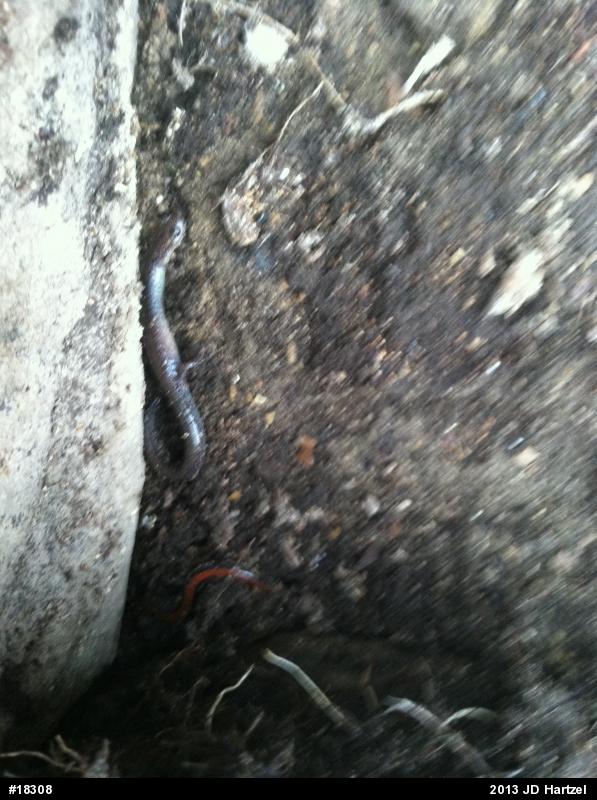Eastern Red-backed  Salamander