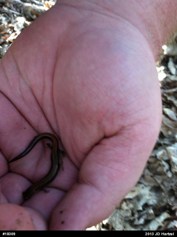 Eastern Red-backed  Salamander